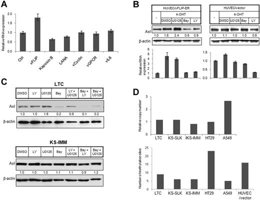 Figure 2. Elevated Axl expression in KS cells resulted from vFLIP expression or hypomethylation in AXL promoter. (A) The 293T cells were transiently transfected with expression vectors for KSHV latency genes (vFLIP, Kaposin B, LANA, and vCyclin) and lytic genes (vGPCR and vIL6). Empty pcDNA3 vector was used as control. Expression of Axl was analyzed by quantitative RT-PCR 72 hours after transfection and normalized to β-actin expression. (B) HUVECs stably transfected with a vFLIP-ERTAM retroviral vector (HUVEC/vFLIP-ER) or a control vector35 (HUVEC/vector) were grown on a 6-well plate and induced by 4-OHT (100nM) for 48 hours. The cells were treated with PI3K inhibitor LY (LY294002, 15μM, 5 hours), ERK inhibitor U0126 (15μM, 5 hours), and NF-κB inhibitor Bay (Bay 11-7085, 10μM, 2 hours), or vehicle dimethyl sulfoxide (DMSO). Cells were lysed, and expression of Axl was analyzed by Western blot (top panel) or quantitative RT-PCR (bottom panel). The relative protein level was quantitated by ImageJ (National Institutes of Health, Bethesda, MD), normalized to β-actin, and is shown below the Western blot. (C) LTC (top panel) and KS-IMM (bottom panel) were treated with PI3K inhibitor LY (LY294002, 15μM, 5 hours), ERK inhibitor U0126 (15μM, 5 hours), and NF-κB inhibitor Bay (Bay 11-7085, 10μM, 2 hours), or combinations of 2 of these 3. The whole-cell lysates were then subjected to Western blot analysis. (D) (Top panel) AXL copy number in LTC, KS-SLK, KS-IMM, HT29, and A549 cells was determined by quantitative PCR, as described in “AXL copy number analysis with quantitative PCR.” GAS6 was used as a reference gene. (Bottom panel) Genomic DNA isolated from 5 cell lines along with HUVEC/vector were converted by bisulfate, and the AXL promoter region was subsequently amplified, followed by cloning and sequencing. Total number of methylated sites from 8 clones was shown.