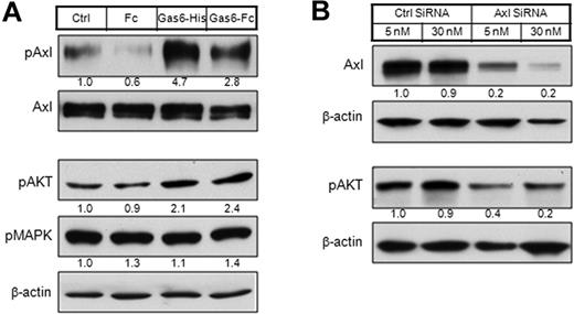 Figure 3. PI3K is the major signaling pathway downstream to Axl activation. (A) LTC cells were starved overnight in serum-free medium and then stimulated with Gas6-His (1 μg/mL) or Gas6-Fc (1 μg/mL) for 20 minutes. Human Fc fragment (1 μg/mL) was used as a negative control. The whole-cell lysates were either subjected to immunoprecipitation by Axl antibody MAb173, followed by Western blot with Axl antibody (rabbit monoclonal) or 4G10 (biotinylated), or directly subjected to Western blot with antibodies against pAKT or pMAPK. The relative protein level was quantitated by ImageJ, normalized (phosphorylated Axl level was normalized to Axl level; pAKT and pMAPK levels were normalized to β-actin level), and is shown below each panel. (B) LTC cells were transfected by 5nM or 30nM of Axl siRNA and control siRNA. At 72 hours after transfection, whole-cell lysates were subjected to Western blot with antibodies against Axl or pAKT.