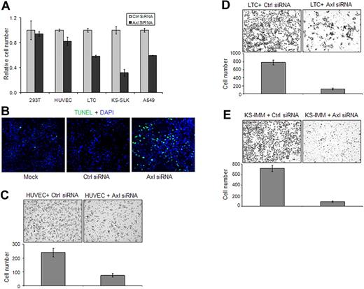 Figure 4. Axl knockdown in KS cells inhibited cell growth and invasion. (A) The 293T, KS-SLK, KS-IMM, LTC, and A549 cells were transfected with Axl siRNA or control siRNA (50nM) for 72 hours. Cell numbers were determined at the end of the experiment with the MTT method. (B) Apoptosis of LTC cells 72 hours after 50nM siRNA transfection was analyzed with TUNEL assay (green). Nuclei were counterstained with DAPI. Apoptosis was significantly increased in Axl siRNA-transfected cells. Images were taken with an Olympus AX70 fluorescence microscope (20× objective) and Spot Version 2.2.2 digital imaging system. (C-E) Effect of Axl knockdown on the invasion of HUVEC (C), LTC (D), and KS-IMM (E) was analyzed by transwell invasion assay. The experiment was performed in triplicate. The cells that accomplished invasion were counted in 10 individual high-powered fields for each membrane under a light microscope, and the numbers were shown below each representative picture.