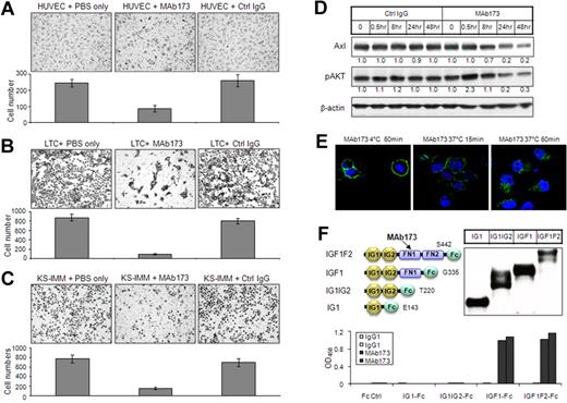Figure 5. Characterization of Axl MAb173. (A-C) Effect of MAb173 treatment on the invasion of HUVEC (A), LTC (B), and KS-IMM (C) was analyzed by transwell invasion assay. The experiment was performed in triplicate. An unrelated isotype control antibody (Ctrl IgG) was used as a negative control. The cells that accomplished invasion were counted in 10 individual high-powered fields for each membrane under a light microscope, and the numbers were shown below each representative picture. (D) LTC was treated with Ctrl IgG and MAb173 for the indicated time. The whole-cell lysates were subjected to Western blot with antibodies against Axl and pAKT. The relative expression level was quantitated by ImageJ, normalized to β-actin and is shown below each panel. (E) LTC cells were incubated with 10 μg/mL biotinylated MAb173 at 37°C for 15 minutes or 1 hour, or 4°C for 1 hour. The cells were fixed and MAb173 was localized with streptavidin-fluorescein isothiocyanate (green). Nuclei were counterstained with DAPI (blue). Images were taken with a Carl Zeiss confocal microscope (100× objective) and LSM software. (F) The scheme of Axl truncation variants (Fc fusion for all) is shown on the top left. The C-terminal amino acid of Axl in each construct was indicated. The expression of these constructs was analyzed by Western blot using antibody against Fc and was shown on the top right. The epitope of MAb173 was determined by ELISA (bottom panel), as described in “ELISA.” The experiment was performed in duplicate.