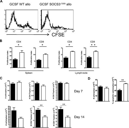 Figure 3. SOCS3 within T cells limits T-cell proliferation and apoptosis after allogeneic SCT. Splenocytes from G-CSF–treated WT or SOCS3−/ΔLck mice were CFSE labeled, and grafts containing 2 million T cells were transplanted into lethally irradiated (1100 cGy) B6D2F1 recipient mice. (A) Spleens were harvested from recipients 3 days later, and CFSE dilution in the CD4+ T-cell compartment was examined by flow cytometry. (B) Modfit CFSE dilution analysis of splenic and lymph node T-cell proliferation. Data are representative of 2 similar experiments with 4 to 5 animals/group. (C) Splenocytes from G-CSF–treated WT or SOCS3−/ΔLck mice were transplanted into lethally irradiated (1100 cGy) B6D2F1 recipient mice. On days 7 and 14 after transplantation, spleens were harvested, total cellularity was determined with an automated cell counter, and CD4+ and CD8+ T cells were quantified by flow cytometry. (D) On day 7 after transplantation, spleens were stained with annexin V and 7-amino-actinomycin (7AAD), and the frequency of apoptotic splenocytes (annexin V+7AAD−) was determined by flow cytometric analysis. Black bars and white bars represent G-CS–treated WT or SOCS3−/ΔLck mice, respectively.