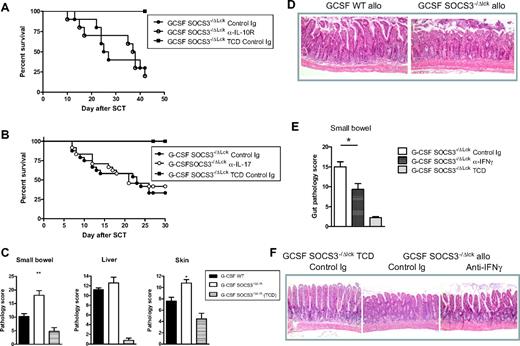 Figure 5. Enhanced IFNγ generation by SOCS3−/ΔLck T cells drives gastrointestinal tissue destruction after allogeneic SCT. SOCS3−/ΔLck donors were treated with G-CSF, and unfractionated splenocytes containing 2 million T cells or T cell–depleted grafts were transplanted into lethally irradiated B6D2F1 recipient mice. Survival curves by Kaplan-Meier analysis. (A) Transplant recipients received isotype control mAb or anti–IL-10R thrice/week from day 7 onward. Data represent a single experiment with 10 animals/GVHD group, and 4 animals/TCD group. (B) Transplant recipients received isotype control mAb or anti–IL-17 mAb thrice/week from day 0 onward. Data are pooled from 3 similar experiments (n = 24 animals/GVHD group, n = 12 animals/TCD group). (C) Transplant recipients received T cell–replete or T cell–depleted grafts from G-CSF–treated WT or SOCS3−/ΔLck donors, and small bowel, liver, and skin histopathology were assessed at day 7 after transplantation as described in “Histology.” (D) Images of hematoxylin and eosin–stained sections of small bowel taken day 7 after transplantation (magnification ×100). (E) Transplant recipients received isotype control mAb or anti-IFNγ on day 0, 2, and 6, and small bowel histopathology was assessed at day 7. Data are pooled from 2 similar experiments (n = 12-13 animals/GVHD group, n = 4 animals/TCD group). *P = .017 for recipients of G-CSF WT versus G-CSF SOCS3−/ΔLck spleen. (F) Images of hematoxylin and eosin–stained sections of small bowel taken day 7 after transplantation (magnification ×100).