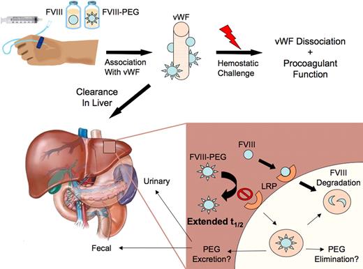 After intravenous infusion, factor VIII (FVIII) is stabilized in plasma through noncovalent association with von Willebrand factor (VWF) protecting it from proteolysis and cellular uptake. With a hemostatic challenge, thrombin activation releases FVIII from VWF so that it can exert its procoagulant function. The majority of infused FVIII is cleared in the liver through interaction with the low-density lipoprotein receptor–related protein (LRP) family of cell-surface receptors. A PEGylated form of FVIII would have reduced cellular uptake and a resultant prolongation of plasma half-life. The elimination of PEG-FVIII that is internalized in the hepatocyte has not been fully characterized but may follow urinary and fecal excretion routes limiting intracellular accumulation.