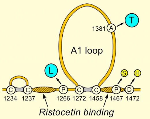 VWF sequence variants that change VWF:RCo. The A1 loop contains the GPIbα binding site. Hatched regions have been implicated in ristocetin binding. The indicated single amino acid substitutions cause either increased (blue) or decreased (yellow) VWF:RCo without an apparent change in VWF hemostatic function.