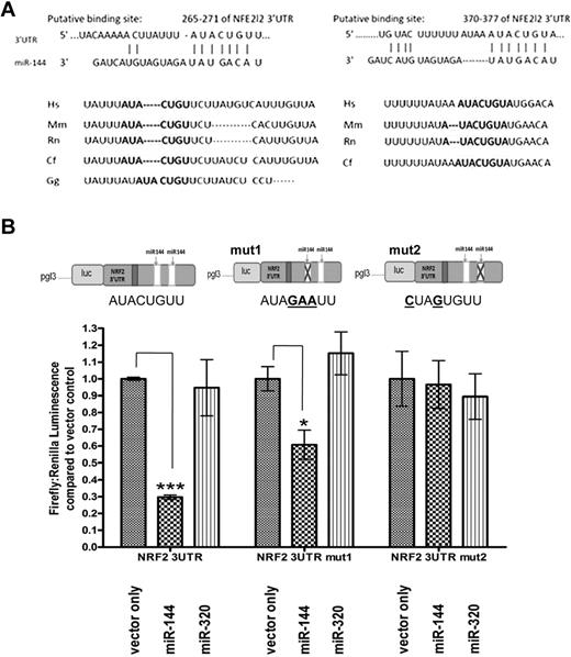 Figure 2. NRF2 is a direct regulatory target of miR-144. (A) Sequence alignment and evolutionary conservation between miR-144 and its 2 putative binding sites in the 3′UTR of NRF2 mRNA from several indicated species, with sequences recognized by miR-144 seed sequence shown in bold. (B) NRF2 3′UTR luciferase reporters (upper panel) were cotransfected with empty vector, miR-144, or miR-320 expression constructs (detailed in supplemental Figure 3). The overexpression of miR-144 significantly repressed the luciferase activity of a NRF2 3′UTR reporter construct. While mutation of the first miR-144 binding site (mut1) only modestly decreased the miR-144–mediated repression, mutation of the second site (mut 2) abolished this effect. MiR-320 does not contain a NRF2 3′UTR binding site and did not significantly alter the luciferase activity of any of the 3 reporters compared with empty vector control. *Significantly different by Student t test: *P ≤ .05, ***P ≤ .0001.