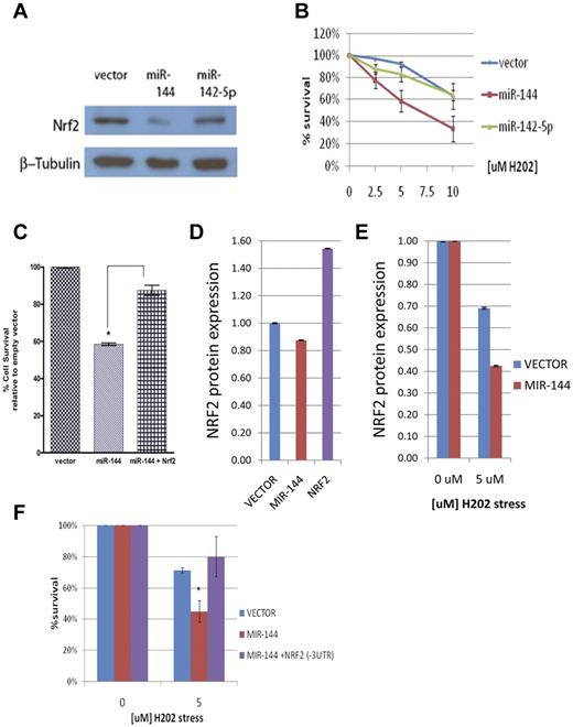 Figure 3. MiR-144 modulates cellular response to oxidative stress. (A) Western blot analysis of NRF2 protein levels after the overexpression of miR-144 and miR-142-5p in K562 cells and H2O2-induced oxidative stress. (B) MiR-144 overexpression leads to significantly increased sensitivity to oxidative stress at indicated concentrations of H2O2 as measured by MTS assay. Each curve represents the indicated sample relative to its unstressed (baseline) control. (C) MiR-144–mediated sensitivity to H2O2 oxidative stress is partially rescued by NRF2 overexpression. (D) ELISA analysis of baseline NRF2 protein levels in primary erythroid cells after miR-144 overexpression compared with vector control. NRF2 overexpression is shown as a positive control. (E) ELISA analysis of NRF2 protein levels demonstrates decreased NRF2 levels after H2O2-induced oxidative stress in the miR-144 transfected primary erythroid cells compared with vector control. (F) MiR-144–mediated sensitivity to H2O2 oxidative stress is fully rescued by NRF2 overexpression without its 3′UTR. *Significantly different by Student t test: *P ≤ .05.