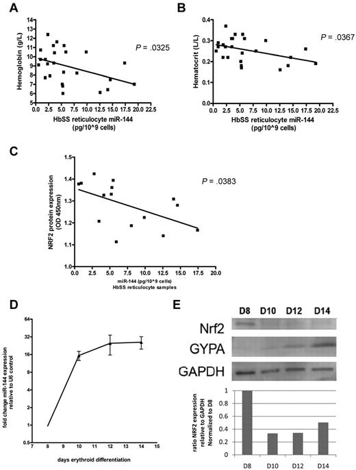 Figure 6. Correlation of miR-144 and NRF2 protein level in HbSS reticulocytes and during in vitro differentiation. (A) Hemoglobin and (B) hematocrit levels were inversely correlated with miR-144 expression in an independent cohort of reticulocyte samples from 25 HbSS patients. (C) NRF2 protein levels measured by NRF2 ELISA assay in HbSS reticulocytes (n = 15). (D) The induction of miR-144 expression during indicated days of erythroid maturation of HbSS CD34+ progenitors. (E) NRF2 protein levels (upper panel) with densitometric analysis (lower panel) during the corresponding days of erythroid maturation in HbSS progenitors were determined by Western blot and normalized to glyceraldehyde 3-phosphate dehydrogenase. Glycophorin A expression is shown as an additional control for erythroid maturation.