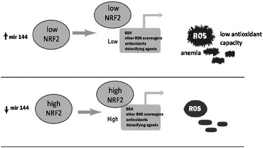 Figure 7. Proposed model for biologic consequences of miR-144 overexpression in SCD. We propose that miR-144 is a genetic modifier of oxidative stress tolerance in HbSS erythrocytes and can contribute to the varying clinical severity of SCD.
