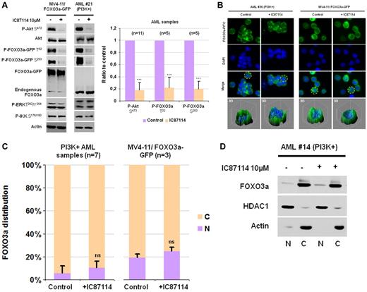 Figure 2. The PI3K/Akt signaling pathway does not control the FOXO3a localization in AML cells. (A) After purification, AML blast cells were cultured during 4 hours in cytokine- and serum-free medium. During the last hour of starvation, cells were treated with or without IC87114. MV4-11/FOXO3a-GFP cells were cultured in 10% FCS MEM and treated with IC87114 during 1 hour. Protein extracts from 106 cells were analyzed by Western blot. Phospho-Akt S473, FOXO3a T32, and FOXO3a S253 were quantified and normalized to Actin signal intensity in different AML samples. Results are expressed as a ratio to the control incubation without IC87114. The statistical significance was calculated by Student t test, and vertical bars indicate SDs. (B) FOXO3a localization in both AML cells from 7 different AML samples and MV4-11/FOXO3a-GFP cells treated or not with IC87114 was investigated as described in Figure 1C. (C) For the quantification of the percentage of cells with nuclear FOXO3a, 100 cells were counted. The statistical significance was calculated by Student t test and vertical bars indicate SDs. (D) Primary AML blast cells of patient 14 treated or not with IC87114 were subjected to cellular fractionation as described in Figure 1E.