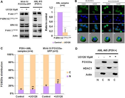 Figure 3. FOXO3a localization is not controlled by the ERK/MAPK signaling pathway. (A) After purification, AML blast cells were cultured during 4 hours in cytokine- and serum-free medium. During the last hour of starvation, cells were treated with or without UO126. MV4-11/FOXO3a-GFP cells were cultured in 10% FCS MEM and treated with UO126 during 1 hour. Protein extracts from 106 cells were analyzed by Western blot. Phospho-ERK1/2 T202/Y204 was quantified and normalized to Actin signal intensity in 4 different AML samples. Results are expressed as a ratio to the control incubation without UO126. The statistical significance was calculated by Student t test, and vertical bars indicate SDs. (B) FOXO3a localization in both AML cells from 4 different AML samples and MV4-11/FOXO3a-GFP cells treated or not with IC87114 was investigated as described in Figure 1C. (C) For the quantification of the percentage of cells with nuclear FOXO3a, 100 cells were counted. The statistical significance was calculated by Student t test, and vertical bars indicate SDs. (D) Primary AML blast cells from patient 45 treated or not with UO126 were subjected to cellular fractionation as described in Figure 1E.