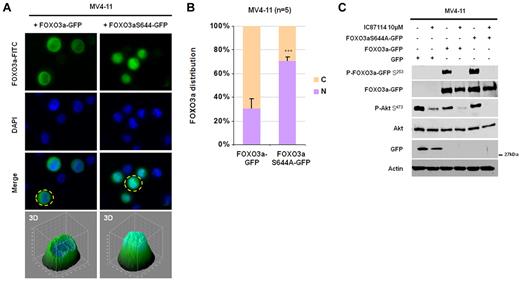 Figure 5. FOXO3a activity inhibition by IKK is dependant on S644 of FOXO3a. (A) MV4-11 cells were infected with a lentivirus expressing either the FOXO3a-GFP protein, the FOXO3aS644A-GFP mutant protein or only the GFP protein and incubated 48 hours in 10% FCS MEM. Two days after lentiviral infection, the GFP localization was investigated as described in Figure 1C. (B) The percentage of cells with nuclear GFP was quantified by an average of 100 GFP-positive cells. Results of the quantification obtained from 5 independent experiments in MV4-11 cells are presented. The statistical significance was calculated versus the control condition (MV4-11 cells expressing the FOXO3a-GFP fusion protein) by Student t test, and vertical bars indicate SDs. (C) Aliquots of 105 cells MV4-11 cells were infected with a lentivirus expressing either the FOXO3a-GFP protein, the FOXO3aS644A-GFP mutant protein, or only the GFP protein and incubated 48 hours in 10% FCS MEM. During the last hour of incubation, cells were treated or not with IC87114. Protein extracts were then performed and analyzed by Western blot.