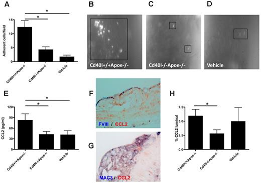 Figure 2. Platelet CD40L promotes leukocyte adhesion to the atherosclerotic arterial wall. (A-D) Intravital microscopy of adhering, rhodamine-labeled leukocytes in carotid arteries of Apoe−/− mice treated with activated Cd40l+/+Apoe−/−, Cd40l−/−Apoe−/− platelets, or vehicle every 5 days for 10 weeks (n = 4-6). *P < .05. (E) Plasma CCL2 levels after repeated injection of Cd40l−/−Apoe−/− platelets into Apoe−/− mice compared with injection of Cd40l+/+Apoe−/− platelets and vehicle-treated mice (n = 9). *P < .05. (F) Double immunohistochemistry for FVIII (blue) and CCL2 (red) of a CD40l+/+Apoe−/− atherosclerotic lesion. (G) Double immunohistochemistry for Mac3 (blue) and CCL2 (red) of a CD40l+/+Apoe−/− atherosclerotic lesion. (H) Endothelial (luminal) deposition of CCL2, quantified by immunohistochemical staining, is decreased in the Cd40l−/−Apoe−/− treatment group compared with the Cd40l+/+Apoe−/− group (n = 6). *P < .05.