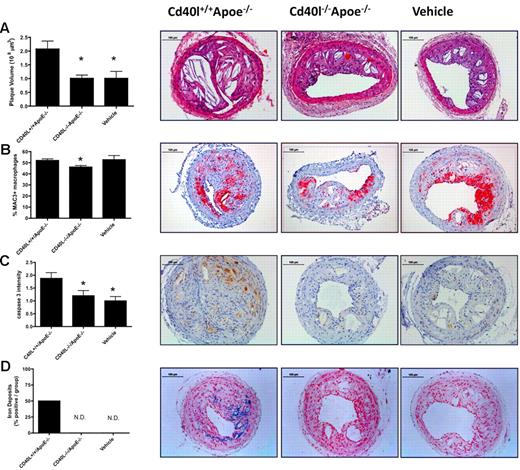 Figure 5. Platelet CD40L promotes advanced plaque development. Silastic collars were placed in 14-week-old Apoe−/− mice fed a 0.21% cholesterol diet. Activated Cd40l+/+Apoe−/− or Cd40l−/−Apoe−/− platelets, or vehicle were injected once every 5 days for 6 weeks. (A) Plaque volume was calculated from the plaque areas measured in 6 slices. (B) Macrophage infiltration: representative staining and percentage of Mac3+ cells of all plaque cells. (C) Cleaved caspase-3 was determined by immunohistochemistry and graded from 0 (not present) to 3 (highly present). (D) Iron deposits (percentage of mice containing lesions with iron depositions) were determined by Perl iron staining (n = 9/group); quantification (left) and representative figures (right) are shown. *P < .05 vs Cd40l+/+Apoe−/−. Scale bars represent 100 μm. N.D. indicates not detected.