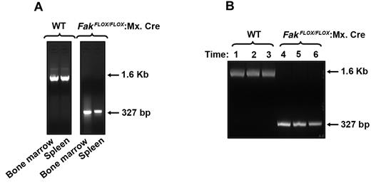 Figure 1. Cre-mediated deletion of Fak in BM and spleen. (A) Cre-mediated deletion of FAK was induced by 3 intraperitoneal injections of 300 μg poly (I):(C) at 1-day intervals. One month after the final injection, DNA was extracted from BM and spleen and analyzed by PCR. Cre-mediated deletion of Fak was detected as a 327-bp fragment and that of WT Fak was observed as a 1.6-kb fragment. (B) Cre-mediated deletion of Fak after various times after poly (I):(C) treatment. One, 2, and 3 months following final injection of poly (I):(C), DNA was extracted from BM and analyzed by PCR. Cre-mediated deletion of Fak was detected as a 327-bp fragment and that of WT Fak was observed as a 1.6-kb fragment. Lanes 1, 2, and 3 represent WT FAK bands 1, 2, and 3 months after induction, respectively. Lanes 4, 5, and 6 represent Fak deletion in BM 1, 2, and 3 months after induction, respectively.