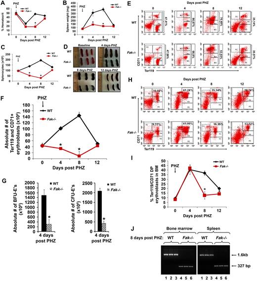 Figure 3. Defective erythropoiesis in Fak−/− mice during PHZ-induced anemia. WT and Fak−/− mice were treated with PHZ (100 mg/kg at day 0). At the indicated time points, hematocrits (A), spleen weight (B), splenic cellularity (C), photomicrographs of spleen (D), flow cytometry based analysis of the frequency (percentage) of Ter119/CD71 positive erythroblasts (R3, R4, and R5) in the spleen (E), absolute number of Ter119/CD71-positive erythroblasts in the spleen (F), absolute number of erythroid burst-forming units and erythroid colony-forming units in the spleen (G), frequency (percentage) of Ter119/CD71-positive erythroblasts (R3) in the BM (H), and percent of Ter119/CD71-positive erythroblasts in the BM were assessed (I). For each analysis, mean ± SEM are illustrated (n = 3 mice per group, 2 independent experiments were performed; *P < .05). (J) Cre-mediated deletion of Fak was detected in BM and spleen after 8 days of PHZ treatment as a 327-bp fragment. WT allele of Fak was detected as a 1.6-kb fragment. Lanes 1, 2, and 3 represent WT Fak bands after 8 days of PHZ treatment in BM and spleen, respectively. Lanes 4, 5, and 6 show Fak deletion in BM and spleen after 8 days of PHZ treatment, respectively.