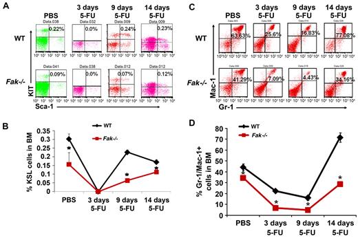 Figure 4. Delayed and reduced recovery of Fak−/− myeloid progenitors in response to 5-FU. (A) Whole BM cells from WT and Fak−/− mice were harvested at 0, 3, 9, and 14 days after 5-FU injection and stained with FITC-conjugated anti–Mac-1, anti-B220, anti-CD3, anti–Gr-1, anti-F4/80, and anti-Ter119 antibodies. Subsequently, cells were stained with PE-conjugated antibody to Sca-1 and APC-conjugated–c-Kit antibody. c-Kit and Sca-1 expression were determined on lineage negative cells (LSK cells). Upper right quadrant in each dot blot indicates the percentage of LSK cells in WT and Fak−/− mice at 0, 3, 9, and 14 days after 5-FU treatment. (B) Line chart represents the mean value of percent LSK cells in WT and Fak−/− BM at the indicated time points after 5-FU treatment (n = 3-6 mice; *P < .05). (C) The percentage of Gr-1/Mac-1 double-positive cells in the BM of representative WT and Fak−/− mouse is indicated in the upper right quadrant of each dot blot in response to 5-FU at indicated days after 5-FU treatment. (D) Line chart represents the percentage of Gr-1/Mac-1 double-positive cells in WT and Fak−/− mice at 0, 3, 9, and 14 days after 5-FU treatment from 2 independent experiments (n = 3 mice per group, mean ± SEM; *P < .05).