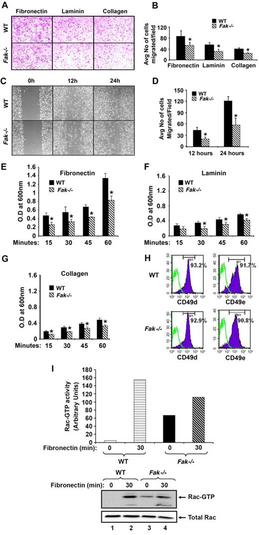 Figure 7. Deficiency of FAK in BMMs alters actin-based functions. (A) WT and Fak−/− cells (2.5 × 105) were subjected to an in vitro migration assay on FN, laminin, and collagen. Images were acquired through a Zeiss Axioskop 2 Plus microscope equipped with a Plan-Neofluar 20×/0.5 objective lens, and were captured with an Axiocam MRC-5 camera and Axiovision 4 software (all from Zeiss). (B) A quantitative assessment of the number of WT and Fak−/− cells migrated through wells coated with FN, laminin, and collagen. Bars represent mean number of cells migrated ± standard deviation on various extracellular matrix proteins. Ten fields were scored in each experiment. Similar results were observed in 3 additional experiments (n = 3; *P < .05, WT vs Fak−/−). (C) WT and Fak−/− cells were cultured for 8 days in 24-well plates in the presence of 100 ng/mL M-CSF. An artificial wound was created in the monolayer using a pipet tip. Images were taken immediately and again at indicated time periods after creating the wound. Photomicrograph is from an independent experiment. (D) Bar graph shows quantitative analysis of the number of migrated cells in the wounded area. Data are from 1 representative experiment (n = 3; *P < .05 WT vs Fak−/−). WT and Fak−/− cells (5 × 105) were subjected to an in vitro adhesion assay on FN, laminin, and collagen. Adhesion was assessed by measuring absorbance at indicated times on extracellular matrix proteins FN (E), laminin (F), and collagen (G). Bar graph represents the optical density of adherent cells at 600 nm. Data shown are from 1 representative experiment; *P < .05, WT vs Fak−/−. Similar findings were observed in 3 independent mice. (H) Expression of integrins on WT and Fak−/− cells. Cells were stained with PE-conjugated anti-α4β1 and PE-conjugated anti-α5β1 antibody and subjected to flow cytometric analysis. Top panel solid histograms indicate the level of α4β1 and α5β1 expression on the surface of WT cells and bottom panel solid histograms indicate the level of α4β1 and α5β1 expression on the surface of Fak−/− cells. Open histograms demonstrate the level of expression using an isotype control antibody in both panels. Similar results were observed in 3 independent experiments. (I) WT and FAK-deficient cells grown in the presence of M-CSF for 3 days were starved of growth factors and stimulated on FN for indicated times. Lysates were subjected to Rac activity assay. Quantification of the level of active Rac is shown in bar graphs. Bottom panels show the level of active Rac (Rac GTP) and total Rac protein from 1 of 2 independent experiments performed.