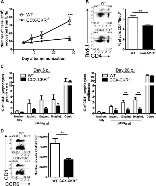 Figure 3. Immune priming in the draining LNs is reduced in CCX-CKR−/− mice. (A) Viable cell counts from inguinal LNs during the time course of EAE. Six mice per time point per group were analyzed. Data shown are the mean cell number ± SEM (**P < .01). (B) Six mice per group were immunized for EAE and fed BrdU at 0.8 mg/mL in their drinking water from day 6. On day 9, draining LNs were harvested, stained for CD4+ and BrdU, and analyzed by flow cytometry. Representative dot plots are shown. Data shown are the mean proportion of CD4+/BrdU+ cells ± SEM (**P < .01). (C) Ex vivo proliferation assay to MOG35-55 using cells from mice taken on days 5 and 28 postimmunization for EAE. Cells taken from 6 immunized mice per time point per group were analyzed. Data shown are the mean percentage of CD4+ cells that proliferated during the 4-day incubation ± the SEM (* P < .05). (D) On day 12 postimmunization for EAE, draining LNs were harvested, viable cells counted, and cells cultured overnight at 4 × 106 /mL in complete RPMI at 37°C, 5% CO2. Cells were then harvested and stained for flow cytometric analyses. Data shown are from 11 mice per group in total from 2 independent experiments pooled and represent the mean ± SEM (**P < .01). Representative dot plots showing the gating for CD4 and CCR6 are shown.