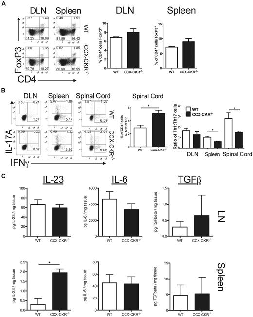 Figure 5. Deletion of CCX-CKR does not affect regulatory T cells but leads to skewing of CD4+ T-cell responses from Th1 to Th17 and increased IL-23 levels. Mice were immunized for EAE and euthanized on day 12 postimmunization. (A) LN cells and splenocytes were harvested, cell-surface CD4 stained and then fixed/permeabilized overnight and stained for intracellular FoxP3. Cells were then analyzed by flow cytometry. Representative dot plots gating on lymphocytes by forward and side scatter are shown. Five mice per group were analyzed and a repeat experiment produced a similar dataset. Bar graphs showing the percentage (%) of CD4+ lymphocytes in draining lymph nodes and spleen-expressing FoxP3 are shown. (B) Leukocytes were harvested from spleen, draining LNs, and spinal cord and activated for 4 hours with PMA/ionomycin in the presence of GolgiStop. Cell-surface CD4 and intracellular IL-17 and IFNγ were then detected and cells analyzed by flow cytometry. Five mice per group were analyzed. Representative dot plots gated on CD4+ lymphocytes are shown. The proportion of CD4+ cells from spinal cord that have a Th17 phenotype is shown. Data are representative of the mean ± SEM (*P < .05). The ratio of Th1 to Th17 cells in draining LNs, spleen, and spinal cord is also shown. Data are representative of the mean ± SEM (*P < .05). (C) Spleen and draining lymph node protein lysates were prepared from female wild-type and CCX-CKR−/− mice on day 12 postimmunization for MOG35-55 EAE and IL-23, IL-6 and TGFβ protein levels assessed by ELISA. Data points show the mean amount of each of these proteins per milligram of tissue homogenized ± SEM (n = 9 mice per group per time point; **P < .01).