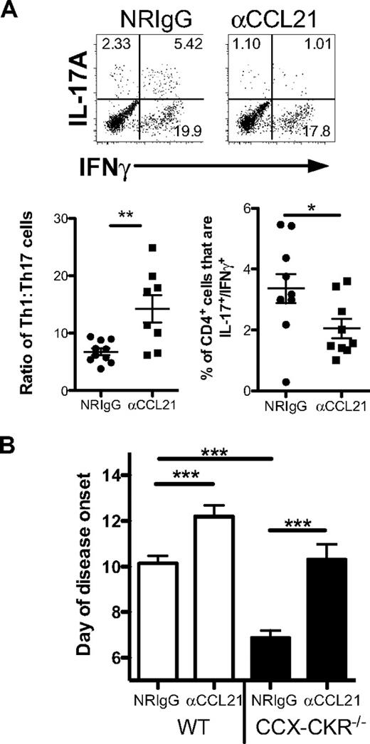 Figure 7. Neutralization of CCL21 in vivo reduces Th17 responses and delays EAE onset. (A) Mice were immunized for EAE and injected intraperitoneally with 500 μg of protein A–purified rabbit anti-CCL21 antisera or 500 μg of protein A–purified normal rabbit IgG (NRIgG) on days 1 and 6 postimmunization. On day 9 postimmunization, spleens were harvested and intracellular IL-17A and IFNγ detected in CD4+ lymphocytes after 4 hours activation in the presence of PMA/ionomycin in the presence of GolgiStop. Representative dot plots showing intracellular cytokines gated on CD4+ lymphocytes are presented along with data for Th1:Th17 from each mouse. The proportion of CD4+ cells that express both IL-17A+ and IFNγ+ was also quantified. Data shown are the mean ± SEM (**P < .01; *P < .05). (B) Mice were administered with either 500 μg of protein A–purified polyclonal anti-CCL21 antibodies or protein A–purified normal rabbit IgG via intraperitoneal injection the day before immunization, and on days 5 and 10 postimmunization. Mice were then monitored until disease onset. Data are pooled from 2 independent experiments with 5-8 mice in each group in each experiment. The mean day of disease onset of each mouse in each group is shown ± SEM (***P < .001; **P < .01).