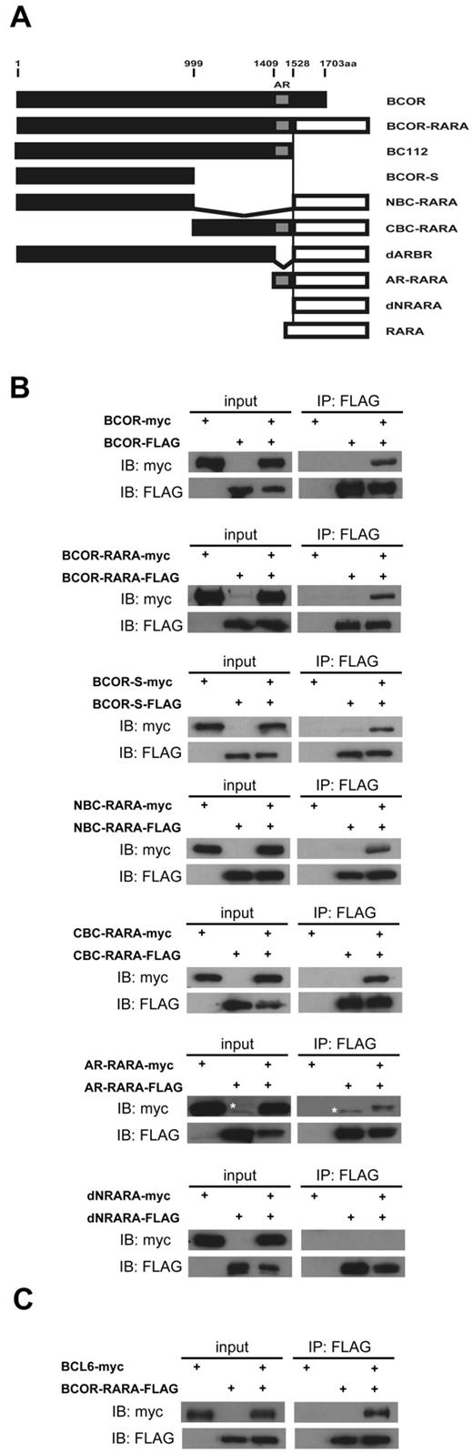 Figure 3. Identification of BCOR-RARA self-association. (A) Schematic representation of deletion mutants. The filled box is BCOR, and the open box is RARA. AR, ankyrin repeat domain; aa, amino acid. (B) Coimmunoprecipitation in 293T cells between Myc- and FLAG-tagged proteins. (C) Coimmunoprecipitation in 293T cells between Mt-BCL6 and Ft-BCOR-RARA. IP, immunoprecipitation; IB, immunoblotting. *Nonspecific band.