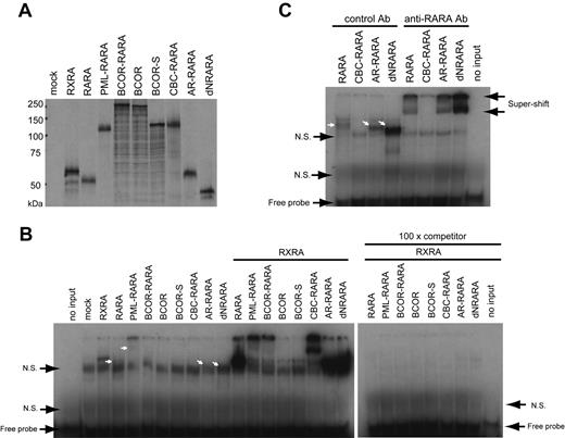 Figure 4. BCOR-RARA associates with the RARA responsive element with RXRA. (A) 35S-Methionine–labeled input proteins. (B) EMSA analysis with in vitro translated proteins and radiolabeled DR5G RARE probes. Without RXRA, PML-RARA associated with RARE, but BCOR-RARA did not. BCOR and BCOR-S did not associate with RARE, regardless of the presence of RXRA. 100× competitor: 100-fold excess of nonradiolabeled-RARE was additionally incubated with the reaction. (C) CBC-RARA did not associate with RARE without RXRA. In addition, 4-fold increased input proteins in less in vitro translation kit solution were subjected to EMSA to enhance specific bands and reduce nonspecific background. An arrow indicates an input protein/RARE complex included in the upper lane. Control Ab, normal rabbit polyclonal IgG; N.S., nonspecific band.