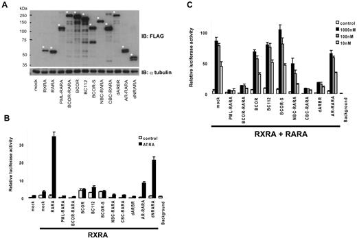 Figure 5. BCOR-RARA inhibits RARA transcriptional activation by ATRA in a dominant-negative manner. (A) Input proteins in HepG2 cells. An asterisk indicates a protein included in the lower lane. (B) BCOR-RARA itself induced weak transcriptional activation by ATRA. Luciferase assays were performed on cell extracts from HepG2 transiently transfected with the 4× RAREs containing a luciferase reporter, RXRA and 1μM of ATRA or vehicle control. (C) Dominant-negative effects of BCOR-RARA on RARA transcriptional activation by ATRA. Plasmids of 4× RAREs containing luciferase reporter, RARA, RXRA, and the fusion proteins were cotransfected into HepG2 cells with various concentrations of ATRA.