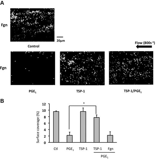 Figure 2. TSP-1 modulates PGE1-mediated inhibition of platelet arrest under conditions of flow. Platelets were incubated with either TSP-1 (10 μg/mL) alone for 15 minutes, PGE1 (10μM) alone for 2 minutes, or TSP-1 (10 μg/mL) for 15 minutes followed by PGE1 for 2 minutes. Platelets were recombined with autologous red blood cells, and the reconstituted blood was flowed over immobilized fibrinogen (1 mg/mL), for 2 minutes at 800s−1, and resulting platelet aggregates were viewed by fluorescent microscopy. Shown are (A) representative images from 4 independent experiments and (B) percent surface-area coverage. Data are shown as percent area coverage and are the mean ± SEM of 4 experiments. *P < .01 surface-area coverage when platelets with treated with PGE1 alone are compared with those pretreated with TSP-1 before PGE1.