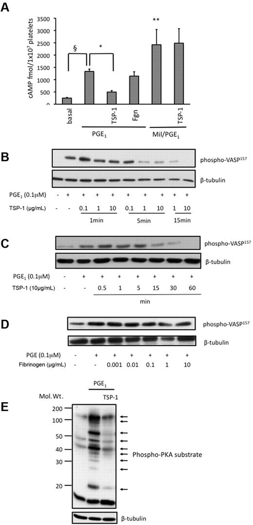 Figure 3. TSP-1 blunts PGE1-mediated cAMP production and PKA signaling. (A) Platelets (2 × 108/mL) treated with or without milrinone were preincubated with TSP-1 (10 μg/mL) for 15 minutes, followed by treatment with PGE1 (0.1μM) for 30 seconds. In some cases platelets were treated with fibrinogen (10 μg/mL) instead of TSP-1, before addition of PGE1. cAMP levels were measured per manufacturer's instructions and are expressed as fmol cAMP/1 × 107 platelets. Data are presented as mean ± SEM of 10 individual experiments. §P < .05 PGE1 treatment compared with basal cAMP; *P < .05 PGE1 stimulated cAMP compared with the presence of TSP-1. **P < .01 PGE1 treatment compared with basal cAMP. (B) Platelets (3 × 108/mL) were preincubated with TSP-1 (0-10 μg/mL) for 1-15 minutes before treatment with PGE1 (0.1μM) for 1 minute. Platelets were lysed, separated by SDS-PAGE and immunoblotted for phosphoVASP-ser157, followed by reprobing for β-tubulin. (C) As in panel B, except platelets were incubated with TSP-1 (10 μg/mL) for up to 60 minutes before addition of PGE1 for 1 minute. (D) As in panel B, except platelets were incubated with fibrinogen (0.001-10 μg/mL) before addition of PGE1. Immunoblots for panels A-D are representative of 4 independent experiments. (E) Platelets (3 × 108/mL) were preincubated with TSP-1 (10 μg/mL) for 15 minutes, followed by the addition of PGE1 (0.1μM) for 1 minute. Platelets were lysed, separated by SDS-PAGE, and immunoblotted for phospho-PKA substrates, followed by reprobing for β-tubulin. Shown is a representative blot of 3 independent experiments.