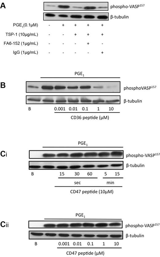 Figure 4. TSP-1 and CD36-binding peptides inhibit PKA signaling. (A) Platelets (3 × 108/mL) were treated PGE1 (0.1μM) alone for 1 minute, or TSP-1 (10 μg/mL) for 15 minutes followed by PGE1 for 1 minute in the presence and absence of FA6-152 (1 μg/mL) or control IgG. Platelets were lysed, separated by SDS-PAGE, and blotted for phosphoVASP-ser157, followed by reprobing for β-tubulin. Immunoblots are representative of 3 independent experiments. (B) Platelets (3 × 108/mL) were treated with a CD36 binding peptide (0.001-10 μg/mL) for 15 minutes, then with PGE1 for 1 minute, and then with PGE1 for 1 minute. Platelets were then processed for immunoblotting as in panel A. (Ci) Platelets (3 × 108/mL) were treated with a CD47 binding peptide (10 μg/mL) for 0-15 minutes followed by PGE1 for 1 minute; platelets were then processed as in panel A. (Cii) Platelets (3 × 108/mL) were treated with a CD47 binding peptide (0.001-10 μg/mL) for 15 minutes by PGE1 for 1 minute, platelets were then processed as in panel A. All immunoblots are representative of 3 to 5 independent experiments.