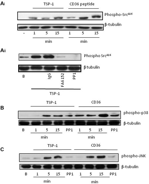 Figure 6. TSP-1 and CD36-binding peptides induce activatory signaling in platelets. (A) (i) Platelets (3 × 108/mL) were incubated with either TSP-1 (10 μg/mL) or CD36 binding peptide (10μM) for 1-15 minutes. After lysis, platelet proteins were separated by SDS-PAGE and immunoblotted for phosphoSrc-Tyr418, followed by stripping and reprobing for β-tubulin. (ii) Platelets (3 × 108/mL) were treated with TSP-1 (10 μg/mL) in the presence of either PP1 (20μM), FA6-152 (1 μg/mL), or IgG control (1 μg/mL) and processed as described in panel A. (B) As in panel A, except membranes were probed for phospho-p38. (C) As in panel A, except membranes were probed for phosphoJNK. All immunoblots are representative of 4 to 6 independent experiments.