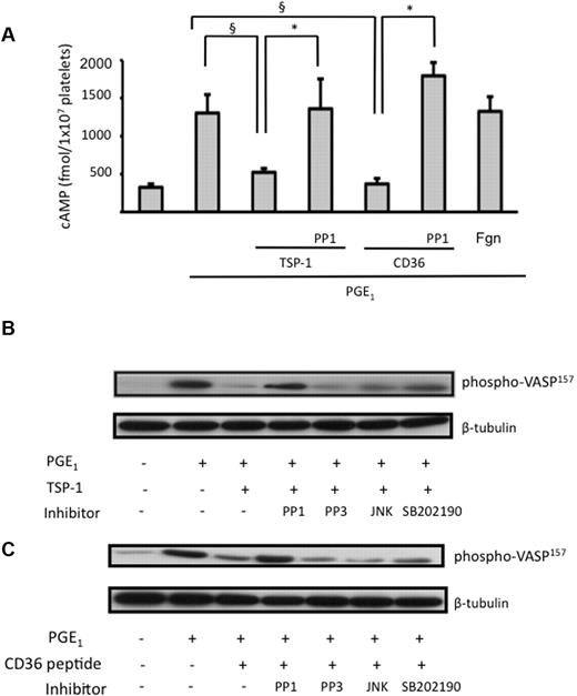 Figure 7. Src kinases mediate TSP-1 inhibition of AC and PKA activity. (A) Platelets (2 × 108/mL), incubated with either PP1 or PP3 (20μM), were preincubated with TSP-1 (10 μg/mL) or CD36 peptide (10μM) for 15 minutes followed by treatment with PGE1 (0.1μM) for 30 seconds. cAMP levels were measured as per manufacturer's instructions and are expressed as fmol cAMP/1 × 107 platelets. Data are presented as mean ± SEM of 4 individual experiments. §P < .05 for cAMP levels induced by PGE1 alone compared with the presence of TSP-1 or CD36 peptide. *P < .05 for cAMP levels induced by PGE1 in the presence TSP-1 or CD36 peptide, where platelets had been pretreated with PP1. (B) Platelets (3 × 108/mL), incubated with either PP1 (20μM), PP3 (20μM), JNK peptide inhibitor 1 (10μM), or SB202190 (10μM), were preincubated with TSP-1 (10 μg/mL) for 15 minutes followed by treatment with PGE1 (0.1μM) for 1 minute. Samples were then lysed and phosphorVASPser157 was analyzed. (C) As in panel B, but the CD36 stimulatory peptide (10μM) was used in the place of TSP-1. All immunoblots are representative of 4 independent experiments.