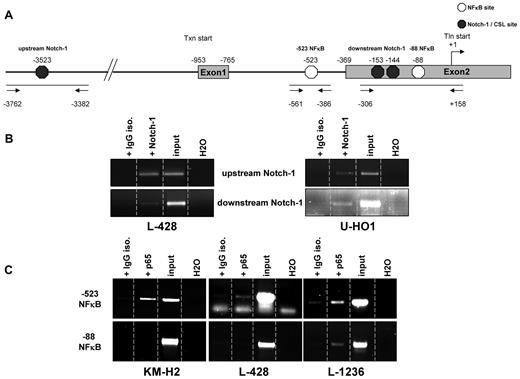 Figure 6. GATA3 promoter and regulatory element sequences are occupied by NFκB subunit p65 and Notch-1 in vivo. (A) Schematic draft of the GATA3 gene. Exons 1 and 2 are depicted. The transcriptional start site (Txn) is at −953. Translational start site (Tln) is located in exon 2 at position +1. Exon 2 starts at −369. NFκB sites are indicated by white hexagons whereas black hexagons represent Notch-1/CSL sites. The 3 PCR amplicons are depicted by bars underlining putative binding sites. Arrows represent primers used for PCR. (B) Results of a representative chromatin ChIP PCR after antibody treatment of samples in the indicated lanes for putative Notch-1 binding sites. (C) As in (B) PCRs for NFκB ChIP. Each ChIP was repeated twice.