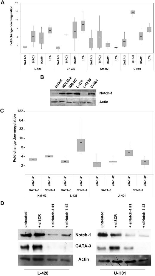 Figure 7. NFκB activity and Notch-1 expression regulate GATA3 expression. (A) TaqMan PCR of 1 typical result of L-428, L-1236, KM-H2, and U-HO1 cells 5 days after viral transduction with IκBα superrepressor, GFP+ cell sorting, and RNA/complimentary DNA preparation. The 3 typical NKκB target Birc3, ICAM-1, and Lta were used as controls for NFκB activity. mRNA expression for all 4 analyzed genes is depicted as fold change down-regulation after normalization to actin housekeeping controls. (B) Immunoblot for Notch-1 expression of HDLM-2, KM-H2, L-428, L-1236, and U-HO1 cells. Jurkat cells served as positive controls. 100 μg protein were loaded. Actin was used as a loading control. (C) TaqMan RT-PCR as in (A) on KM-H2, L-428, and U-HO1 cells 5 days after delivery of small hairpin RNA against Notch-1. (D) Immunoblot for Notch-1 and GATA3 expression in L-428 and U-HO1 cells 5 days after transduction of indicated small hairpin RNA sequences. Actin served as loading control. Each lentiviral transduction was performed 3 times.