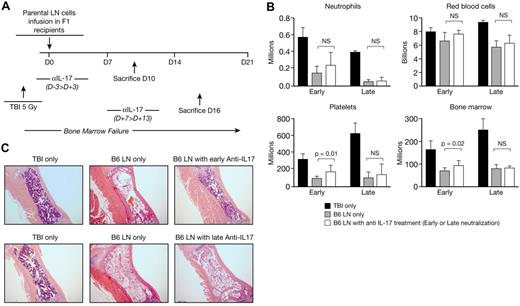 Figure 6. Early inhibition of Th17 cells with neutralizing anti–IL-17 antibody delays the induction of BM failure in mice. Anti–IL-17 was administered at 100 μg intraperitoneally on alternating days (4 total injections) to the BM failure induction mouse model. Early anti–IL-17 neutralization consisted of 100 μg intraperitoneal injections on alternating days from 3 days before the LN injection to 3 days after (n = 5). Controls consisted of LN-injected mice (n = 3) and mice only irradiated (n = 2). Late anti–IL-17 neutralization consisted of 100 μg intraperitoneal injections on alternating days from 7 to 13 days after LN injections (n = 5). Controls consisted of LN-injected mice (n = 3) and mice only irradiated (n = 2). CBCs were performed using a Hemavet analyzer. Sternebrae were sectioned, hematoxylin and eosin–stained, and photographed. Experiments are represented as mean ± SD. P <.05 is considered statistically significant. (A) Schema of the anti–IL-17 neutralization experiment. (B) CBCs and total BM cells in TBI-only, B6 LN, and in B6 LN with anti–IL-17 antibody mice after early or late neutralization. (C) Representative hematoxylin and eosin sternebrae section (original magnification ×4) in TBI-only, B6 LN, and B6 LN with anti–IL-17 antibody after early (top panels) or late (bottom panels) neutralization.