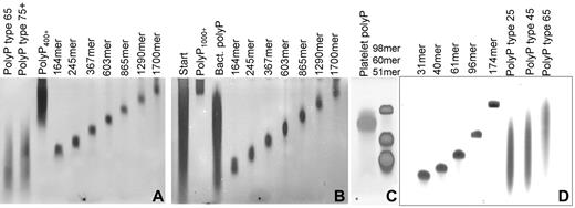 Figure 2. Size distributions of polyP preparations used in this study. PolyP was resolved by electrophoresis on 5% polyacrylamide gels with 7M urea (A-B) or on 15% polyacrylamide gels with 7M urea (C) and detected by DAPI-negative staining, or resolved on 15% polyacrylamide gels with 7M urea and detected by toluidine blue staining (D). Lanes containing size-fractionated polyP preparations are labeled by estimated polymer length, while the heterodisperse polyP preparations are labeled polyP type 25, type 45, type 65, type 75+, polyP400+, polyP1000+, “Platelet” (human platelet-derived polyP), “Bact” (S typhimurium polyP), and “Start” (the solubilized “insoluble” polyP preparation that was used as the starting material for obtaining very long-chain polyP). Note that polyP types 25, 45, 65, and 75+ refer to the nominal mean polymer lengths (given by the supplier), while the rest of the polyP sizes indicated in this figure were determined either by NMR analyses or were estimated from the sample's migration on analytical PAGE using polyP standards whose mean polymer lengths were determined by NMR (analyses not shown).