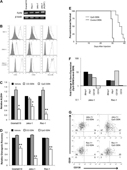 Figure 2. CpG ODN 2006 activates MCL cell lines and induces plasma cell differentiation. (A) RT-PCR for TLR9 expression in MCL cell lines and sorted ALDH+ Jeko-1 cells. (B) Expression of CD86, CD40, and human leukocyte antigen–DR after treatment with CO ODN (dashed lines), CpG (solid lines). Isotypic control staining is represented by the shaded peaks. (C) Frequency of ALDH+ cells after treatment with phosphate-buffered saline (PBS) vehicle, CO ODN, or CpG ODN (*P < .05, **P < .01; n = 3). (D) Relative clonogenic recovery after treatment with PBS vehicle, CO ODN, or CpG ODN (**P < .01; n = 3). (E) Survival of nonobese diabetic/severe combined immunodeficient interleukin-2γ receptor−/− mice after injection with CO (dashed line) or CpG (solid line) ODN–treated cells (P < .001; n = 8 per group). (F) Quantitative RT-PCR for BLIMP1, XBP1, CD138, and CD19 after CO ODN or CpG ODN treatment. Data represent fold change in expression relative to CO ODN–treated values. (G) CD138 and CD19 expression by flow cytometry after treatment with CO ODN or CpG ODN. Values represent percentage in each quadrant.