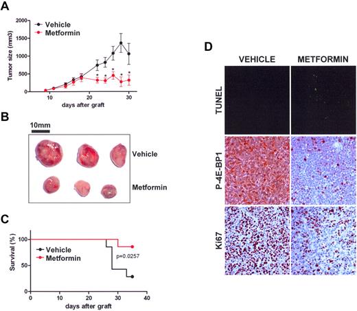 Figure 6. Metformin repress the growth of AML cells in vivo. (A) Tumor size in OCI-AML3 cells xenografted in nude mice treated with vehicle (black) or metformin (red). Mean of individual tumor sizes are plotted (n = 9 in each group). The P value was determined using the Student t test. (B) Representative photographs of xenografted tumors at day 22. Bars, 10 mm. (C) Kaplan-Meier survival curve of nude mice treated with vehicle (black) or metformin (red) after subcutaneous xenograft with OCI-AML3 cells (n = 9 in each group, 2000-mm3 cut-off). (D) Sections of tumors from mice injected with vehicle or metformin were stained by TUNEL or labeled with phospho-4E-BP1 T37/46 or Ki-67 antibodies. Representative photos of 3 experiments are shown.