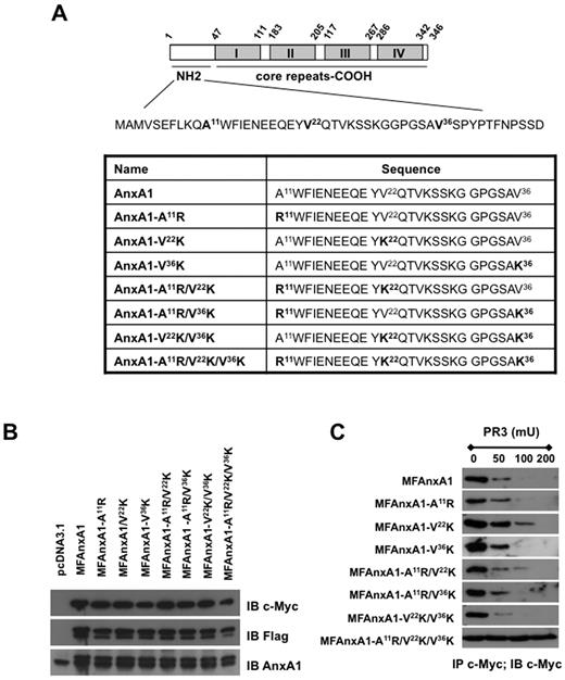 Figure 1. Effect of mutations in the N-terminal region of AnxA1 on cleavage by PR3. (A) Schematic representation of AnxA1 domains, highlighting the 3 PR3 cleavages sites in the N-terminal region; N-terminal domain sequences of AnxA1 and AnxA1 mutants. (B) Western blot analysis of MFAnxA1 mutants expression in HEK293 transfected cells: lysates were immunoblotted (IB) with anti–c-Myc, anti-Flag, and anti-AnxA1 antibodies. (C) Immunoprecipitation (IP) for c-Myc products were incubated for 30 minutes at 37°C with PR3 (50, 100, or 200 mU) and intact MFAnxA1 recovered by immunoblotting for c-Myc. Data are representative of 3 distinct analyses performed with distinct preparations of lysates.