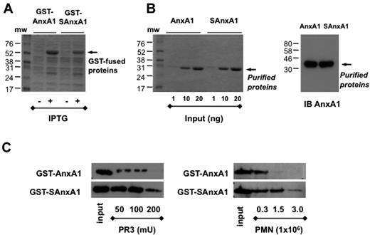Figure 2. Purification of recombinant AnxA1 and SAnxA1 by chromatography. After cloning in the pGEX-6P-1 vector, in frame with GST, GST-tag was used to purify AnxA1 and SAnxA1 on a Glutathione Sepharose 4B column. (A) Coomassie blue-stained gel of recombinant GST-AnxA1 and GST-SAnxA1 expressed in BL21 cells after IPTG treatment. (B) Coomassie blue-stained gel of recombinant AnxA1 and SAnxA1 recovered after GST tag removal, using PreScission Protease. Immunoblot (IB) of purified recombinant AnxA1 and SAnxA1, using a specific anti-AnxA1 antibody. (C) Western blotting analysis of AnxA1 and SAnxA1 cleavage by recombinant PR3 and PMN lysates, after incubation for 30 minutes at 37°C. Results are representative of 3 distinct preparations and experiments.