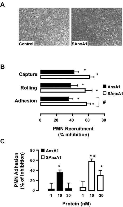 Figure 4. SAnxA1 inhibits PMN interaction with HUVECs. (A) Representative images of the flow chamber assay. Isolated PMNs were incubated with 10nM SAnxA1 for 10 minutes before flow over tumor necrosis factor-stimulated HUVEC monolayers. (B) Cumulative data for PMN capture, rolling, and adhesion after incubation with 10nM AnxA1 or SAnxA1 and flow over the HUVECs. (C) Concentration response for AnxA1 and SAnxA1 on the extent of PMN adhesion to HUVECs under flow. Data are mean ± SEM of 3 experiments performed with distinct donor cells. *P < .01 versus vehicle (as calculated on original values) and #P < .05 versus respective AnxA1 dataset.