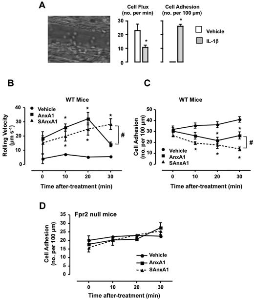 Figure 5. Longer lasting effect of SAnxA1 on leukocyte adhesion in postcapillary venules. Mice were injected intrascrotally with either saline or 50 ng IL-1β, and the extent of leukocyte rolling and adhesion was quantified 3 hours later. Image is representative of the inflammatory status induced by the cytokine. Data are mean ± SEM of 6 mice per group. *P < .01 versus vehicle. Mice pretreated with IL-1β were instrumented an administered via the jugular vein with PBS, AnxA1 (0.6 mg/kg), or SAnxA1 (0.6 mg/kg), and the microcirculation monitored for further 30 minutes both for cell rolling velocity (B) and cell adhesion (C). Values are mean ± SEM of 5 mice per group. *P < .01 versus vehicle group and #P < .05 versus respective AnxA1 group. (D) FPR2 null mice were treated with IL-1β and recombinant proteins as described in panels B-C. Values are mean ± SEM of 5 mice per group.