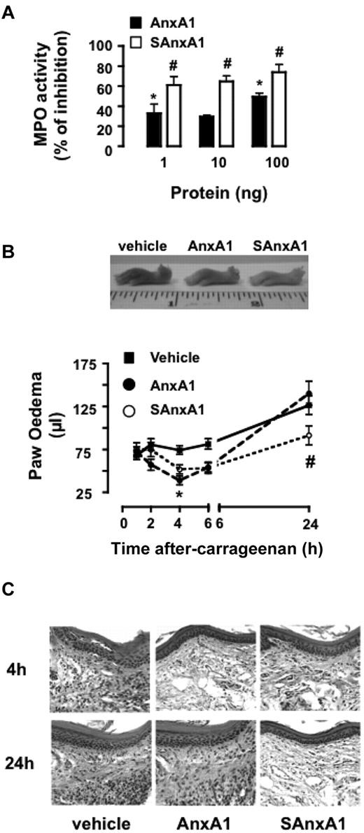 Figure 6. SAnxA1 displays longer-lasting inhibitory effects on PMN recruitment and inflammation in vivo. (A) Mice were treated intradermally with fMLF (100 pmol) and the reported doses of AnxA1 and SAnxA1. Four hours later, skin samples (5-mm biopsies) were harvested and assayed for MPO activity. MPO activity values in fMLF-treated skin sites were 350 ± 44 mU/mg of tissue (taken as 100% control). Data are mean ± SEM of 4 separate experiments with 3-7 mice/group. (B) Time course of λ-carrageenan-induced paw edema in mice locally treated with PBS (50 μL), AnxA1 (1 μg), or SAnxA1 (1 μg). Values are mean ± SEM of 3 separate experiments with n = 6 mice per group. Representative images of the paw collected 24 hours after treatment. *P < .05 vs. vehicle group and #P < .05 versus respective AnxA1 group. (C) Hematoxylin and eosin staining of paw tissue samples collected 4 and 24 hours after λ-carrageenan in mice treated with either vehicle, AnxA1, or SAnxA1 as in panel B. Images are representative of analyses of tissue samples from 4 mice.