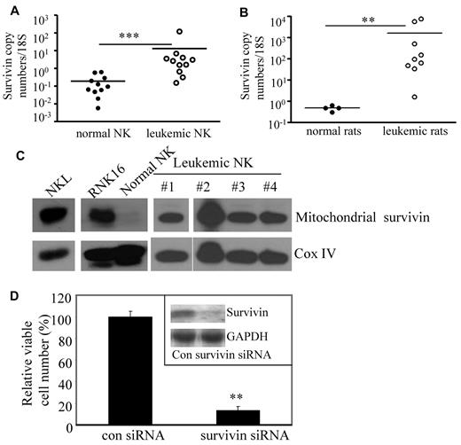 Figure 1. Role of survivin in leukemic NK cell survival. (A) Quantitative real-time RT-PCR was performed to measure levels of survivin mRNA in PBMCs from NK-LGL leukemia patients (CD3−CD56+ > 80%) or purified NK cells isolated from normal donors. Each circle represents an individual purified NK sample. cDNA samples were diluted 1:100 for 18S expression. ***P < .0005 indicates leukemic NK cells versus normal NK cells (Mann-Whitney test). (B) Suspension splenocytes were isolated from spleens of NK-LGL leukemic F344 rats or age- and gender-matched normal rats. RNAs were harvested from these cells, and quantitative real-time RT-PCR was performed to measure levels of survivin mRNA. cDNA samples were diluted 1:100 for 18S expression. **P < .005 indicates leukemic NK cells versus normal NK cells (Mann-Whitney test). (C) Mitochondria were isolated from human aggressive NK-LGL leukemia cell line NKL or rat aggressive NK-LGL leukemia cell line RNK-16, or pooled enriched NK cells (CD3−CD56+ 80%-95%) from 5 normal human donors, or 4 individual patients with chronic NK-LGL leukemia (CD3−CD56+ cells > 80%), then resolved in the sodium dodecyl sulfate polyacrylamide gel electrophoresis gel loading buffer in a boiling water bath for 5 minutes. Western blot analysis was performed for detection of survivin. Cox IV, a mitochondria marker, was used as loading control. (D) NKL cells were transfected with 10 μg control siRNA or human survivin ON-TARGET plus SMARTpool siRNA (Dharmacon) per 5 × 105 cells, each complexed within cationic nanoliposomes, then MTT assay was performed 72 hours after transfection. **P < .005 indicate significant difference in cell viability of survivin siRNA-transfected cells compared with control siRNA-transfected cells (Student t test). Inset, Western blot analysis was performed for survivin in the control siRNA or survivin siRNA-transfected NKL cells 72 hours after transfection. The equal loading of protein was confirmed by probing with glyceraldehyde 3-phosphate dehydrogenase.