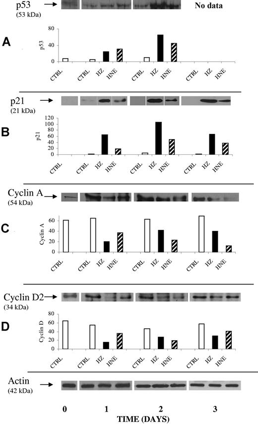 Figure 6. Enhancement of p53 and p21 protein expression and inhibition of expression of cyclin A and D2 in erythroid cells cocultivated with HZ or treated with HNE. Erythroid cells were cocultivated with HZ (25μM HZ-heme) or treated with HNE (7μM) or kept as untreated controls (CTRL) in liquid culture. At indicated times cells were harvested, and 20 μg of lysate protein were analyzed for protein expression of p53 (A), p21 (B), cyclin A (C), and cyclin D2 (D). Proteins were separated by 1-dimensional (1D) SDS-PAGE and Western blotted. Transferred proteins were probed with specific primary antibodies and detected by binding of appropriate secondary antibodies. ECL-evidenced proteins of one representative experiment of 3. The corresponding densitometric values for each protein (arbitrary units) and the actin loading control are presented.