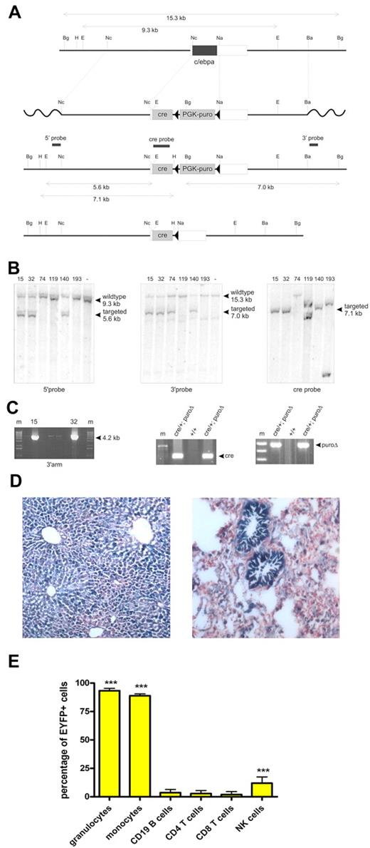 Figure 1. Gene-targeting strategy of the Cre gene into the Cebpa locus and analysis of cre expression in various organs using the R26 lacZ and R26 EYFP reporter mouse. (A) (1) Genomic structure of the single exon Cebpa locus; the coding sequence is indicated in black, (2) the cebpa-Cre targeting vector, (3) the targeted allele, (4) the targeted allele with deletion of the puromycin cassette (puroδ). Black triangle represents Frt sequence. Ba indicates BamHI; Bg, BglII; E, EcoRI; H, HindIII; Na, NaeI; and Nc, NcoI. (B) Southern blot analysis with 5′probe on EcoRI-digested DNA, with 3′probe on BglII-digested DNA, or with cre-probe on HindIII-digested DNA from PCR+ ES clones. (C) Nested PCR on the 3′ homology arm of the Cebpa locus on DNA from puromycin-resistant ES clones (left panel). PCR on DNA from Cebpacre/+ mice crossed with FLPeR deleter mice with primers Cre seq F1 and Cre ert2 R showing germline transmission (middle panel), and with primers Cre seq F1 and cebpa R1 showing deletion of the puromycin cassette (right panel). (D) Crossing Cebpacre/+ mice with R26 lacZ reporter mice reveals Cebpa-driven cre expression in liver (left) and lungs (right) as expected. Images were captured with a Leica DMLB microscope and 10×/0.25 objective, DFC 420, and processed with Leica Application Suite Version 2.7.1R1. (E) Analysis of the percentage of EYFP+ cells among peripheral blood leukocyte subsets in Cebpacre/+ R26 EYFP mice (mean ± SD of at least 6 mice analyzed). CD11b+Gr1+ granulocytes, CD11b+ CD115+ monocytes, and CD49b+ NK cells differ significantly from other subsets (***P < .001).