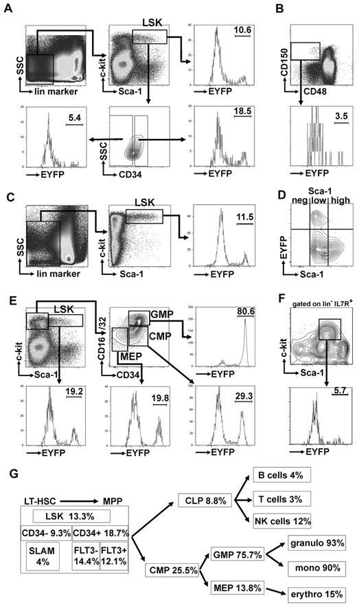 Figure 2. Cebpa/EYFP expression is found in a significant fraction of Sca-1low CD34+ LSK cells, whereas it is rarely expressed in LT-HSCs. (A) Analysis of the percentage of Cebpa/EYFP+ cells in the CD34− and CD34+ LSK compartment of adult murine bone marrow. (B) Percentage of Cebpa/EYFP+ cells among LT-HSCs (CD150+CD48−). (C) Percentage of Cebpa/EYFP+ cells in FL LSK cells of a Cebpacre/+ R26 EYFP embryo on day E14.5. (D) Analysis of Sca-1 expression levels in the LSK population reveals that the majority of Cebpa/EYFP+ LSK cells resides among the Sca-1low fraction. (E) Analysis of Cebpa/EYFP expression in CMP, GMP, and MEP. (F) Cebpa/EYFP expression in CLP. (G) Summary of Cebpa/EYFP+ cells in hematopoietic compartments. Within the CD34+ LSK population, a comparable percentage of Cebpa/EYFP+ cells was found in the Flt3+ and Flt3− fraction (12.1% vs 14.4%; supplemental Figure 3B; supplemental Table 4).