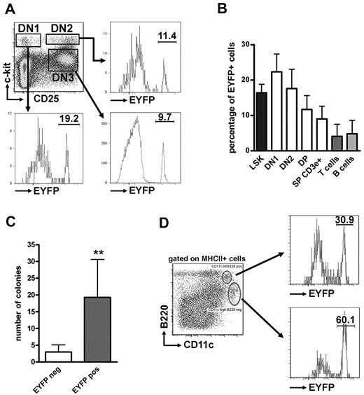 Figure 4. Cebpa/EYFP expression is found in a prominent fraction of early thymic progenitor cells with robust myeloid potential and thymic DCs. (A) Gating strategy and analysis of the percentage of EYFP+ cells in thymic progenitor compartments. (B) The percentage of EYFP+ cells (mean ± SD of 6 mice analyzed) among thymic cell subsets is highest in the DN1 fraction with a gradual decline toward more differentiated thymocyte populations. The corresponding percentages of Cebpa/EYFP+ cells of bone marrow LSK cells as well as of T and B cells of the peripheral blood of the same mice are also shown. (C) Analysis of the clonogenic myeloid potential of sorted EYFP+ and EYFP− DN1/DN2 cells incubated in Methocult 3231 supplemented with IL-3, SCF, GM-CSF, and G-CSF revealed robust myeloid potential among EYFP+ cells. Results show the mean ± SD of 3 independent experiments done in triplicate. **P < .01. (D) Analysis of the percentage of EYFP+ cells in plasmacytoid (CD11c+B220+) and conventional (CD11chiB220−) thymic DCs.