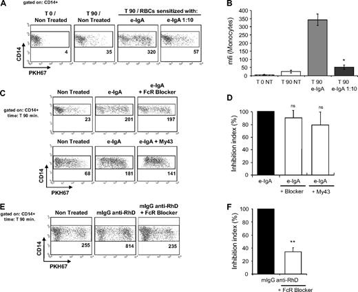 Figure 2. Lack of involvement of FcαRI in monocyte–mediated trogocytosis of RBCs sensitized with e-IgA autoantibodies. (A-B) PBMCs were incubated with PKH67-labeled RBCs, left untreated or sensitized with e-IgA autoantibodies and the acquisition of PKH67 fluorescence by CD14+ monocytes was determined before (T0) and after 90 minutes (T90) of coculture. Eluted IgA autoantibodies were used pure or diluted 1:10 in Hanks buffered salt solution (n = 3). *P < .05 vs e-IgA–treated; U test. (C-D) Before incubation with RBCs, PBMCs were treated either with a polyspecific FcR blocking reagent (FcR blocker; n = 6) or with the My43–specific FcαRI/CD89 blocking antibody (50 μg/mL; n = 4); ns: not significantly different vs nontreated monocytes; t test. (E-F) PBMCs incubated with mAb against RhD-sensitized RBCs (mIgG anti-RhD; n = 3) were tested for trogocytosis after treatment with the FcR Blocker. **P < .01 vs untreated monocytes; 2-tailed paired t test. The events shown are gated on monocytes, based on forward scatter/side scatter parameters and CD14 staining. Data were collected on a BD FACScan cytometer and analyzed with CellQuest Pro software Version 4.0. Dot plots (left panels A,C,E) show the results from one representative experiment. The numbers indicate the mfi of the gated populations. Histograms (right panel B,D,F) show means and standard errors of the means from at least 3 independent determinations. The histograms in panel B show the mfi values. The histograms in panels D and F show the inhibition index for fluorescence transferred to CD14+; the value obtained for sensitized RBCs incubated with untreated monocytes represent 100%.
