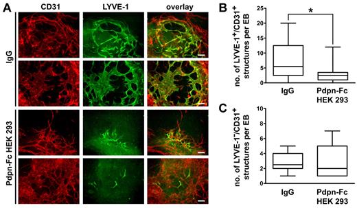 Figure 2. Podoplanin-Fc inhibits lymphatic vessel formation in mouse EBs in vitro. (A) Lymphatic and blood vessel-like structures were visualized by immunofluorescent staining for the lymphatic marker LYVE-1 (green) and the pan-endothelial marker CD31 (red), in mouse EBs exposed to human VEGF-A (20 ng/mL), human VEGF-C (200 ng/mL), and podoplanin-Fc or human IgG (1μM) from days 14 to 22 after EB formation. Bars represent 100 μm. (B) LYVE-1 and CD31 double-positive lymphatic vessel-like structures and (C) CD31 positive blood vessel-like structures per EB were quantified. The number of individual structures is depicted as a boxplot, representing the median, minimum, and maximum data values and upper and lower quartiles. * P = .013 (n = 18).